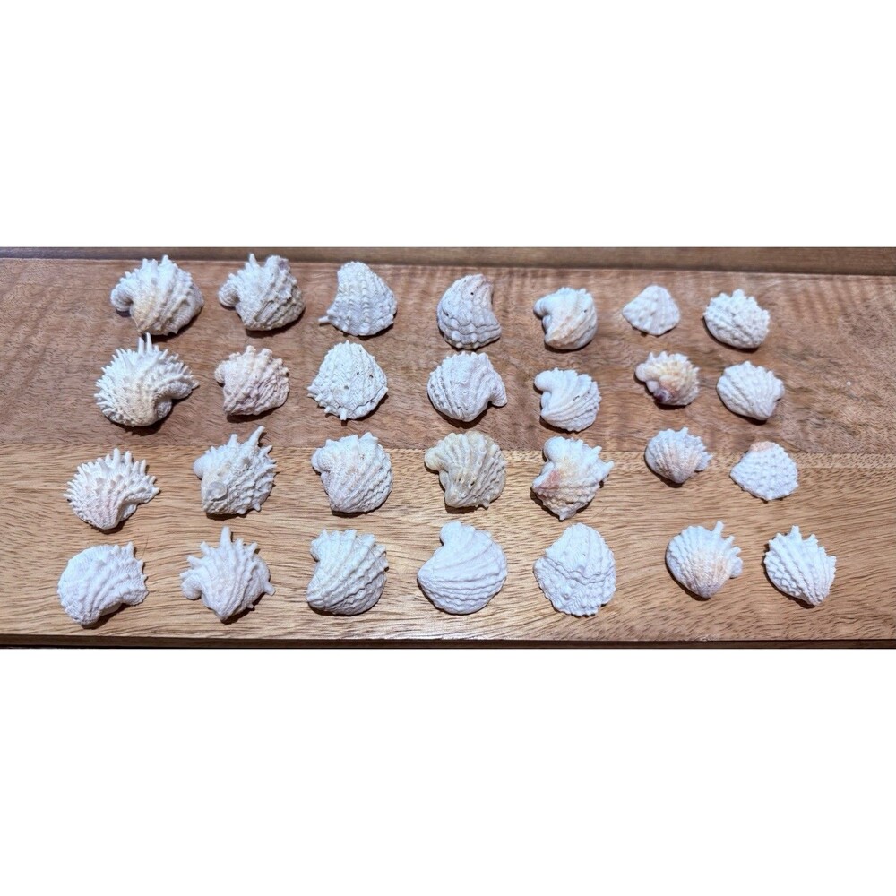28 SANIBEL ISLAND FLORIDA SPINY JEWELRY BOX SHELLS LOT
